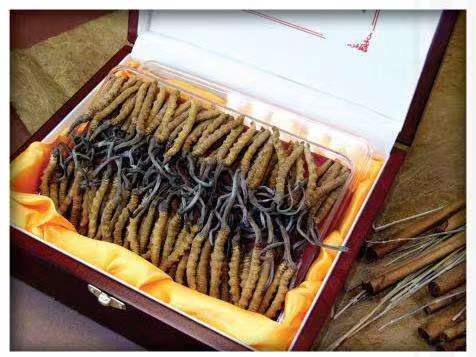 昌宁冬虫夏草回收